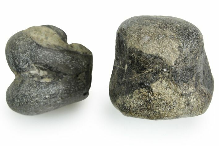 Rare Dinosaur (Hypsilophodon) Bone Assortment - England #352104